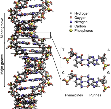 Chromosomes