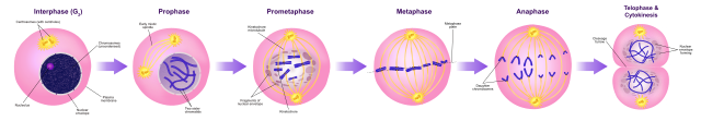 Mitosis