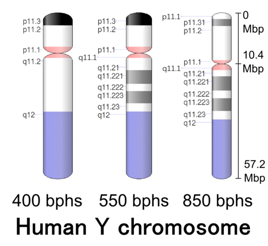 hromosomey